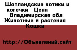Шотландские котики и когечки › Цена ­ 5 500 - Владимирская обл. Животные и растения » Кошки   